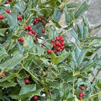 セイヨウヒイラギ,クリスマスホーリー,今日の１枚,花のあるくらし,お出かけ先の画像