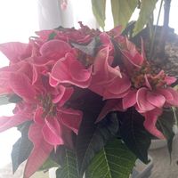 プリンセチア,室内の画像