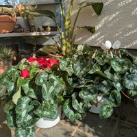 ガーベラ,ポインセチア,ヘーベ,お買い得シクラメンたち,お買い得フラワーの画像