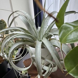 チランジア,エアプランツ,キセログラフィカ,ありがとう,히히の画像