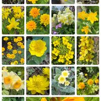 チシマキンバイ,ミニ水仙  ティタティタ,ハーブ,山野草,日曜ビタミンカラー♪の画像