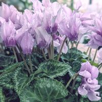 シクラメン,シクラメン,シクラメン エレガントレディ,ベランダガーデニング,雨上がりの画像