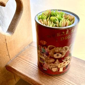 ガザニア,ナデシコ,撫子,森村万年草,リメ缶の画像