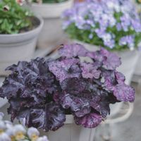 ヒューケラ,ヒューケラ　マルベリー,フォーエバーミッドナイト,ハルディン,PRの画像