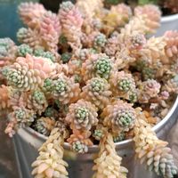 多肉中毒,ベランダ多肉,マジョール,タニラー,多肉女子の画像