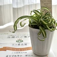 オリヅルラン ボニー,観葉植物,PR,三ツ星品質モニター,オリヅルランモニターの画像