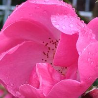 アブチロン,バラ,バラ,薔薇,薔薇の画像