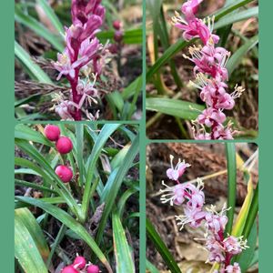 ツバキ,ロウバイ,吉祥草,キチジョウソウ,ゴードニアの画像