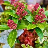 アイビー,ヒューケラ,ヒューケラ,スキミア,スキミアの画像