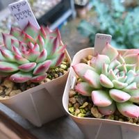 ハオルチア,水晶オブツーサ錦,エケベリア属,チワワエンシスジェコラ,メキシコポルデンシス✕チワワエンシスジェコラの画像