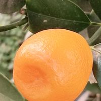 冬支度,冬を楽しむ,寒さに負けない,綺麗✨,楽しい時間の画像