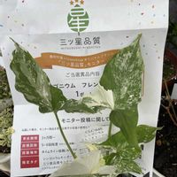 シンゴニウム,シンゴニウム・フレンチマーブル,観葉植物,グリーン！グリーン！グリーン！,PRの画像