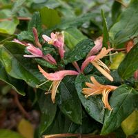 スイカズラ,スイカズラ,スイカズラ,スイカズラ,お散歩の画像