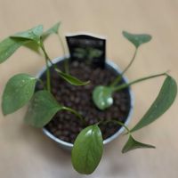 サトイモ科,エピプレナム　ピナツム　セブブルー,観葉植物,ハイドロカルチャー,育成記録の画像