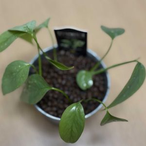 サトイモ科,エピプレナム　ピナツム　セブブルー,観葉植物,ハイドロカルチャー,育成記録の画像