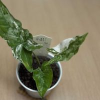 サトイモ科,シンゴニウム・フレンチマーブル,シンゴニウム・フレンチマーブル,観葉植物,ハイドロカルチャーの画像