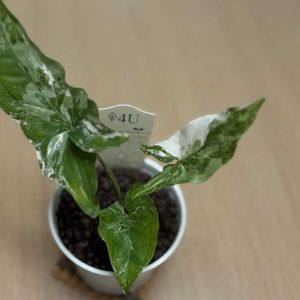 サトイモ科,シンゴニウム・フレンチマーブル,シンゴニウム・フレンチマーブル,観葉植物,ハイドロカルチャーの画像