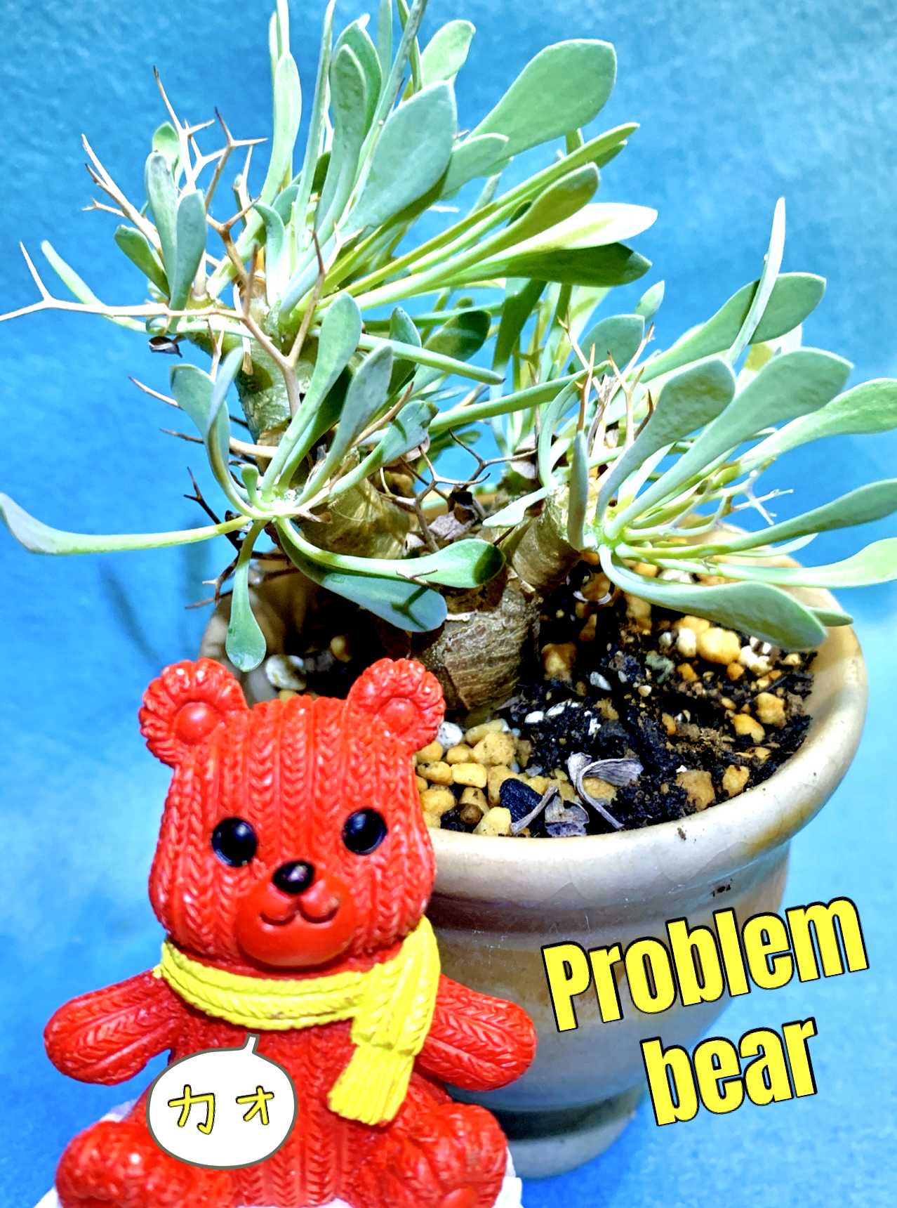 塊根植物・コーデックス｜🍀GreenSnap（グリーンスナップ）