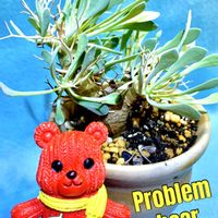 多肉植物,塊根植物,コーデックス,ベランダ多肉,iPhone撮影の画像