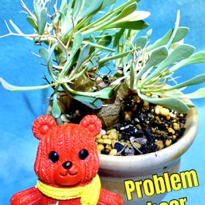 多肉植物,塊根植物,コーデックス,ベランダ多肉,iPhone撮影の画像