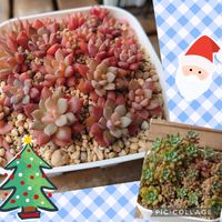 エメラルドリップ,多肉植物,紅葉する多肉,多肉初心者,ベランダ多肉の画像