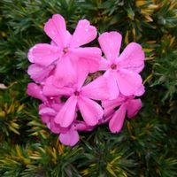 シバザクラの画像