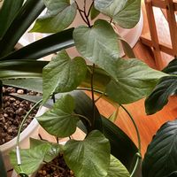 コダカラソウ,サツマイモ,じわじわ,まったり日曜日,窓辺の画像