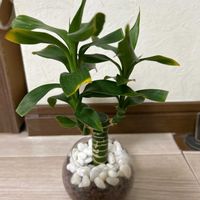 ミリオンバンブーの画像