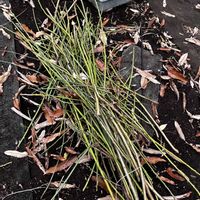 ウメ,青軸梅,剪定の画像