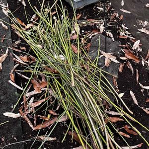 ウメ,青軸梅,剪定の画像