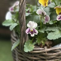 ビオラ,hanao ビオラ,ガーデニング,花越,hanaoの画像