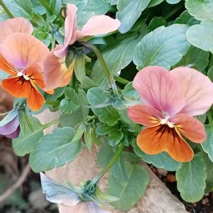 冬を楽しむ,ビオラ・パンジー,綺麗✨,☆携帯撮影☆,日曜ビタミンカラー♪の画像