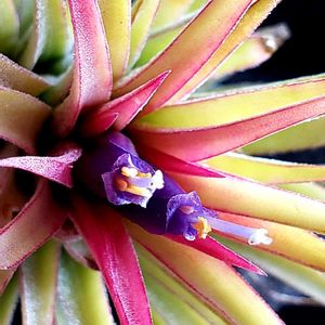 チランジア,エアプランツ,イオナンタルブラ,流木付け,T.イオナンタ ルブラの画像