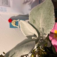 ラムズイヤーの画像