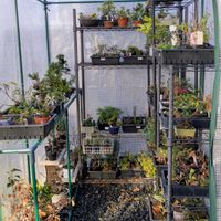 大型ビニール温室内,盆栽,ミニ盆栽,盆栽苗木,まめ盆栽の画像