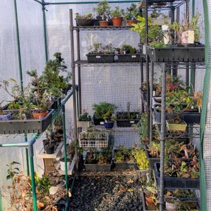 大型ビニール温室内,盆栽,ミニ盆栽,盆栽苗木,まめ盆栽の画像