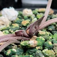 カンアオイ,タイリンアオイ,ホシザキカンアオイ,カンアオイ・スペシオサの画像