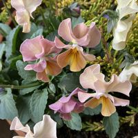 カルーナ ブルガリス,パスフリ,寄せ植え,ガーデニング,花のある暮らしの画像