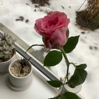 バラ,ハックルベリー・フィン,北海道,札幌,２０２０年５月同期の画像