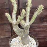 パキポディウム,パキポディウム イノピナツム,多肉植物,塊根植物,コーデックスの画像