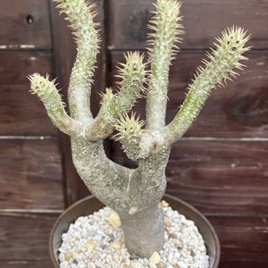 パキポディウム,パキポディウム イノピナツム,多肉植物,塊根植物,コーデックスの画像