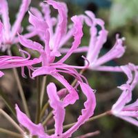 バンクシア,ネリネ クリスパ,狭い庭,２０２０年５月同期,千葉県北西部の画像