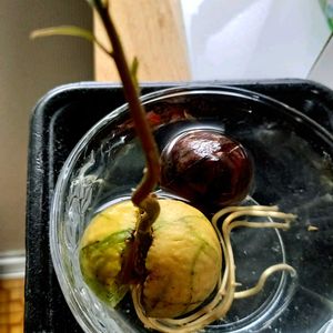 アボカド 水栽培,アボカド 水栽培,芽吹き,その他部屋の画像