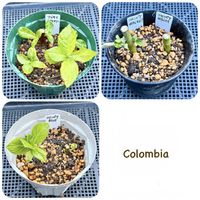 挿し木,紫陽花 アジサイ あじさい,鉢上げ,コロンビア産の画像