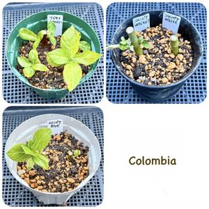 挿し木,紫陽花 アジサイ あじさい,鉢上げ,コロンビア産の画像