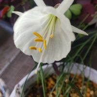 ペチコート水仙,ベランダガーデン,ガーデニング,球根植物,福岡の画像