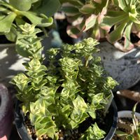 南十字星,多肉植物,多肉寄せ植え,ど〜なる多肉ちゃん,チーム魔女っ子の画像