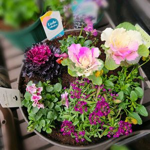 ハボタン・光子,アリッサム ストリーム,ウィーピング カルーナ,彩翠華 ふわり,彩翠華 くるりの画像