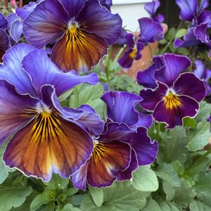 コシヒカリ,コメ,ビオラ フェアリープリンセス,ビオラ フェアリープリンセス,ビオラフェアリーブルーの画像