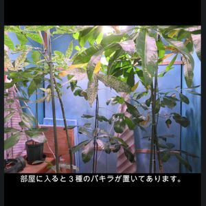 パキラ,パキラ・アクアティカ,観葉植物,癒し,インテリアグリーンの画像
